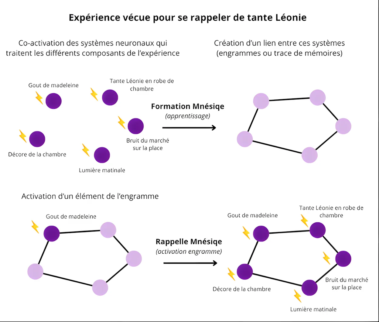 Schéma mémoire en PASS médecine : formation mnésique par co-activation multi-sensorielle et rappel par engramme
